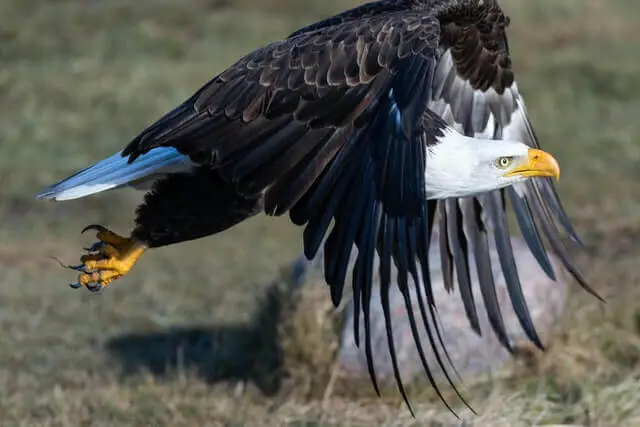 poderosa águila calva en el aire