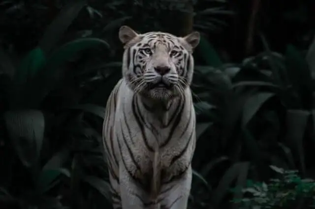 un hermoso tigre blanco en la jungla