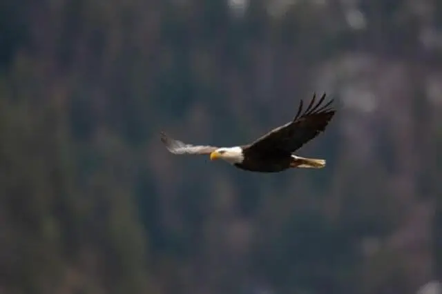 un águila calva volando con elegancia