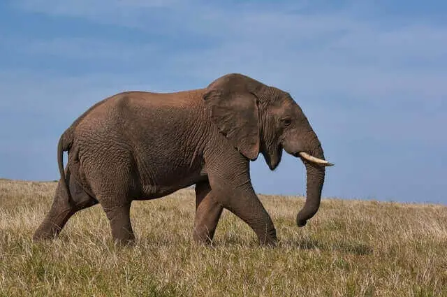 gran elefante marrón caminando en la naturaleza