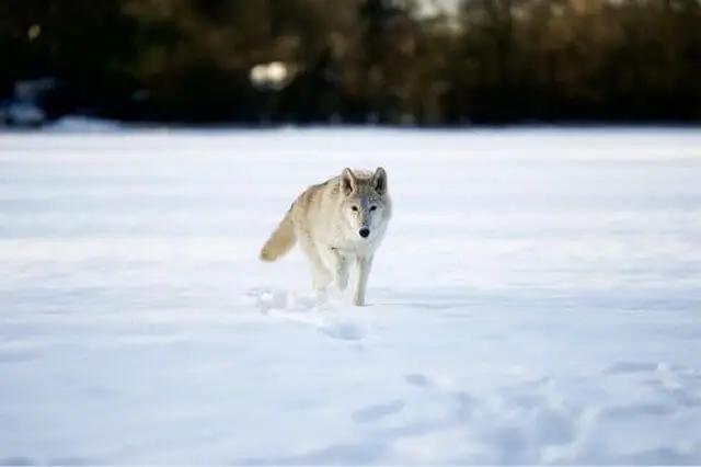 lobo ártico blanco caminando en la nieve profunda