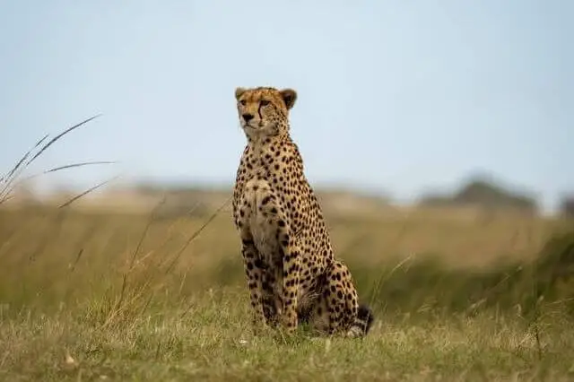 elegante guepardo sentado en un campo abierto