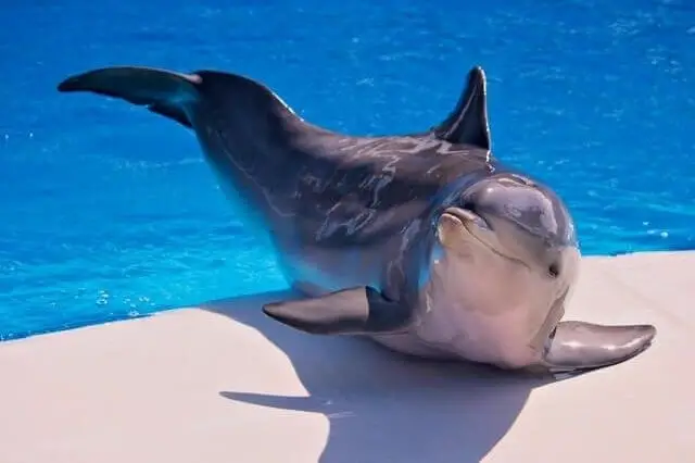un bonito delfín posando sobre una superficie 