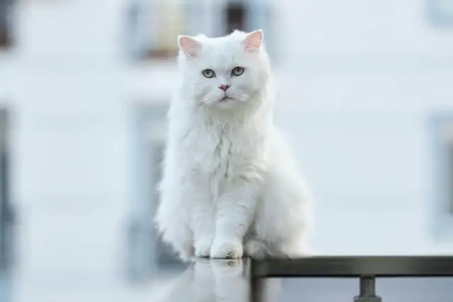 gato persa blanco sentado en una mesa