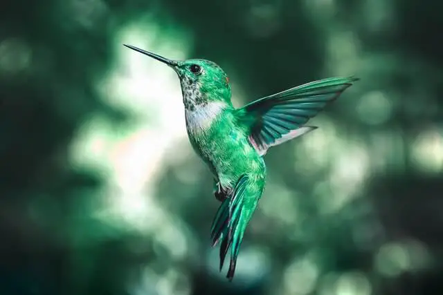 un colibrí de aspecto elegante en el aire