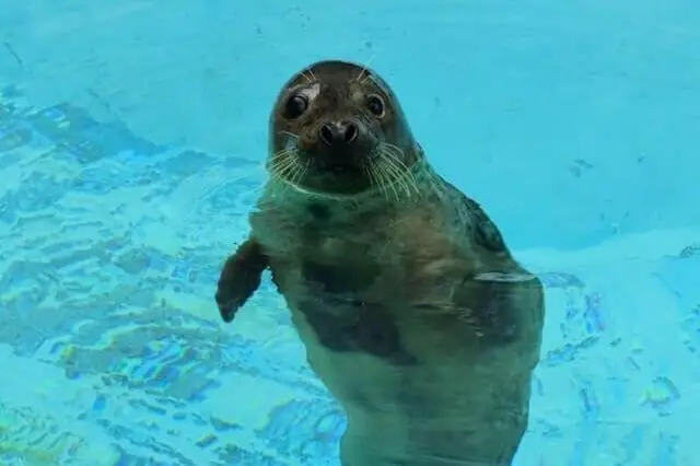 una linda foca flotando en el agua
