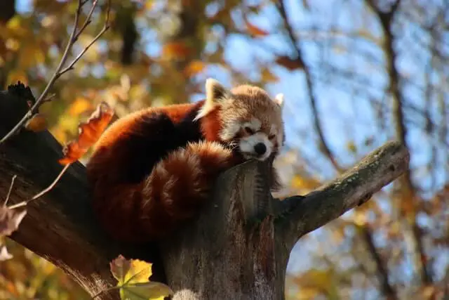 panda rojo durmiendo en un árbol