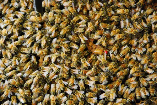 Granja de abejas