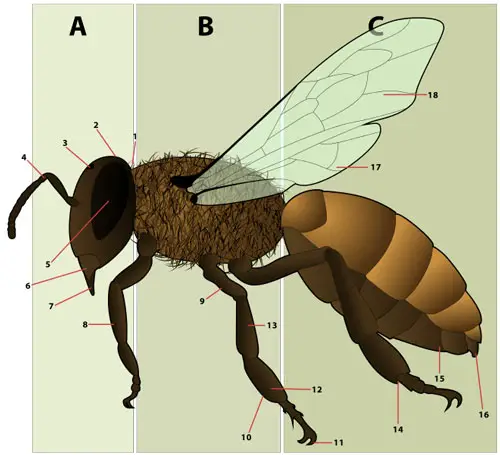 Morfología de la abeja melífera hembra