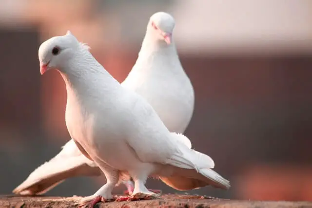 dos palomas blancas una al lado de la otra
