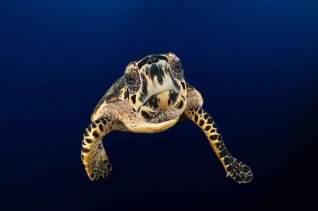 tortuga carey en el agua