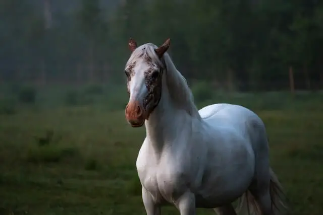 adorable caballo blanco akhal teke