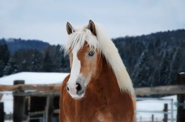 lindo caballo Haflinger con las melenas blancas