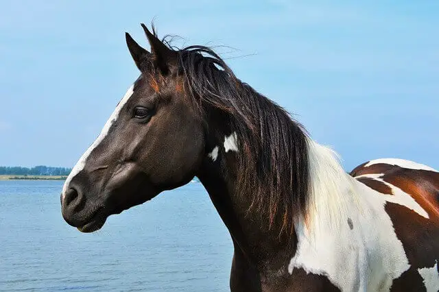 hermoso caballo pinto blanco y negro cerca del agua