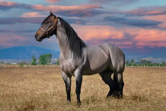 bonito caballo andaluz parado en un campo gris