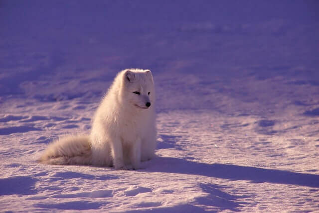 super lindo zorro ártico sentado en la nieve