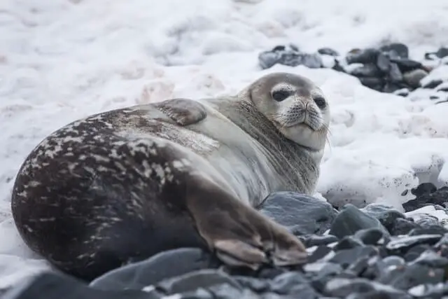 foca arpa recostada sobre una roca cubierta de nieve