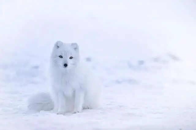lindo zorro ártico sentado en la nieve