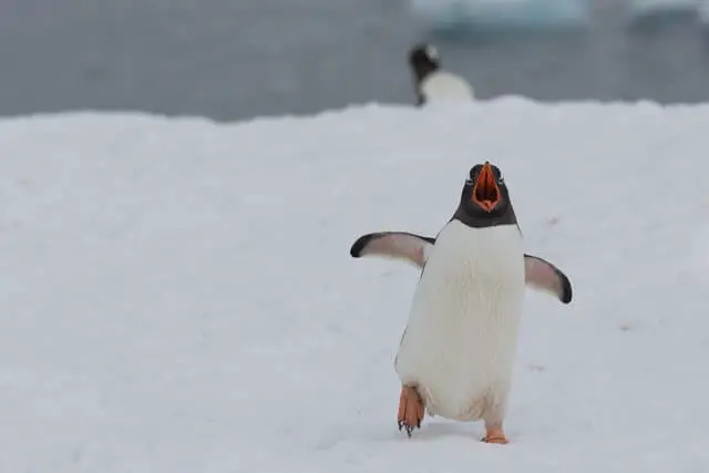 un pingüino parado en la nieve con el pico abierto