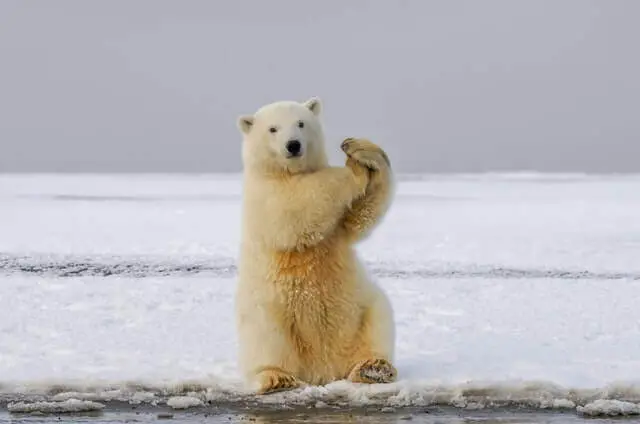 oso polar de pie sobre el hielo cerca del agua