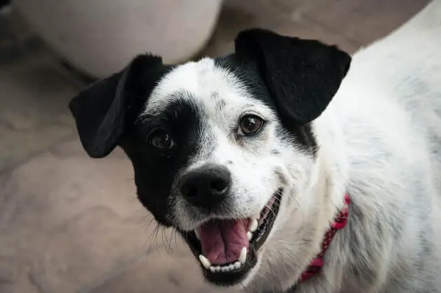 perro blanco y negro con la mandíbula abierta