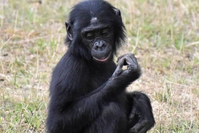 un pequeño bonobo en la naturaleza