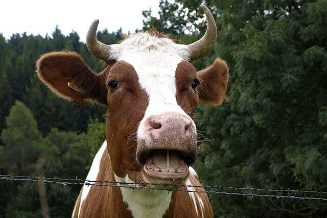 vaca de color con dientes humanos