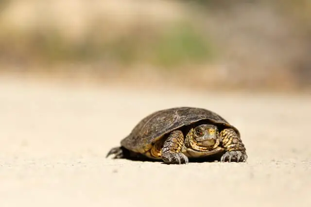 pequeña tortuga de barro caminando por el suelo