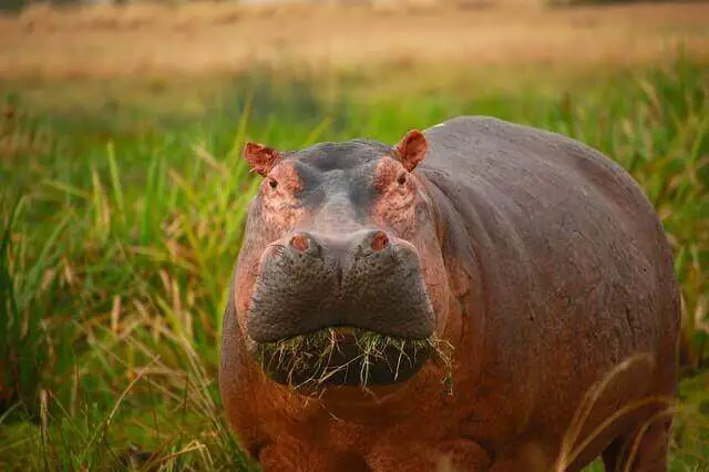 un hipopótamo comiendo hierba