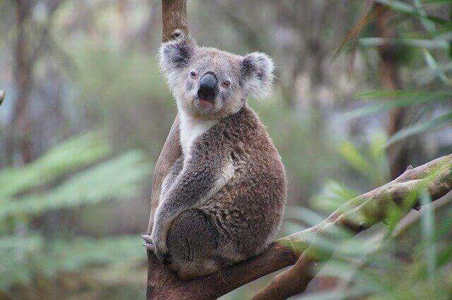 koala sentado en la rama de un árbol
