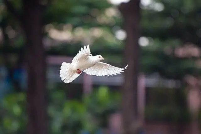 paloma blanca volando