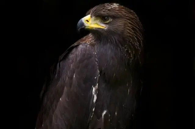 halcón negro común con pico amarillo