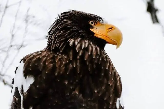 gran águila negra con pico amarillo