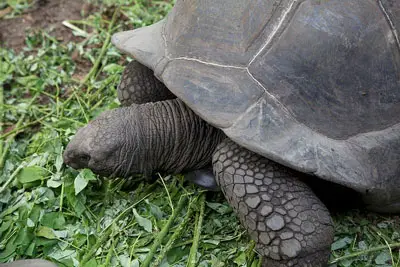 Tortuga gigante de Seychelles