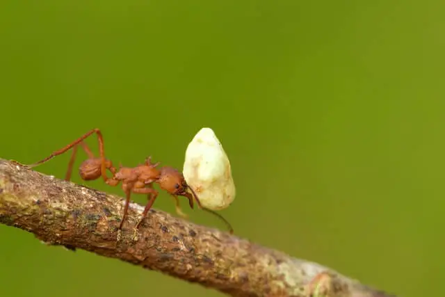 una hormiga con una carga pesada