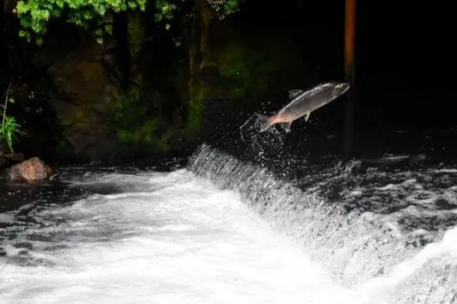 salmón saltando fuera del agua