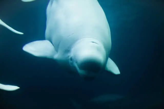 una ballena beluga nadando bajo el agua