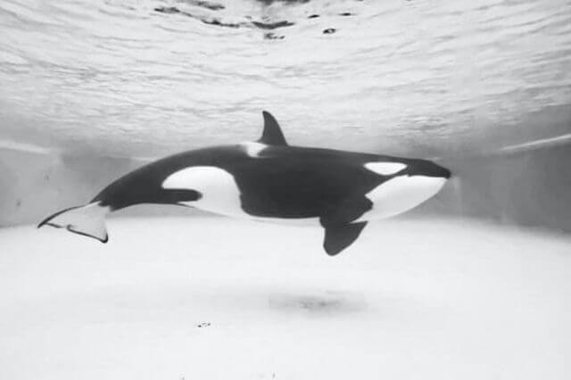 orca blanco y negro bajo el agua