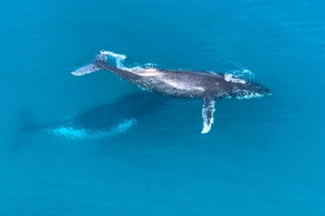 una ballena jorobada gigante nadando en el agua