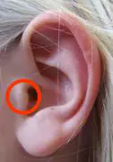 Una pequeña proyección muscular en la parte delantera de la oreja.