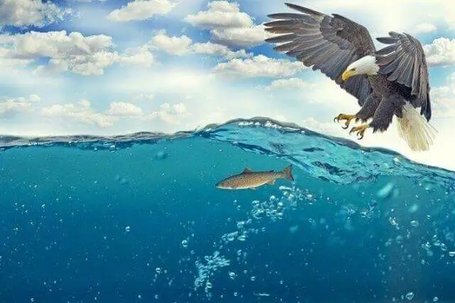 Águila de cola blanca cazando peces