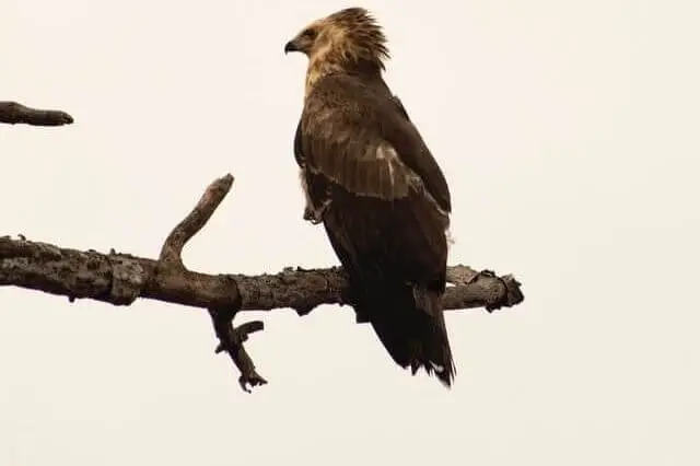 un pequeño águila coronada sentada en una rama de árbol