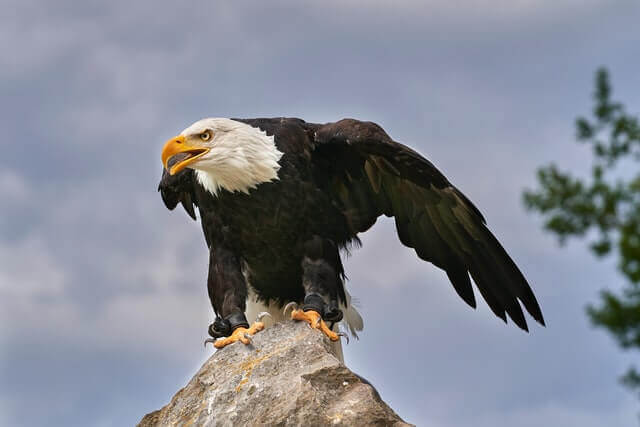 águila calva posada sobre una roca