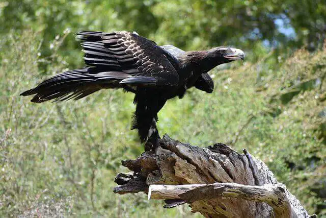 un águila de cola de cuña de pie sobre un tocón de madera