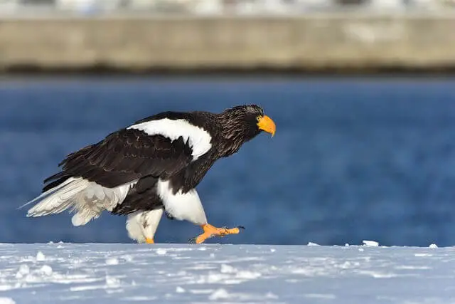 un águila marina de Steller caminando en la nieve