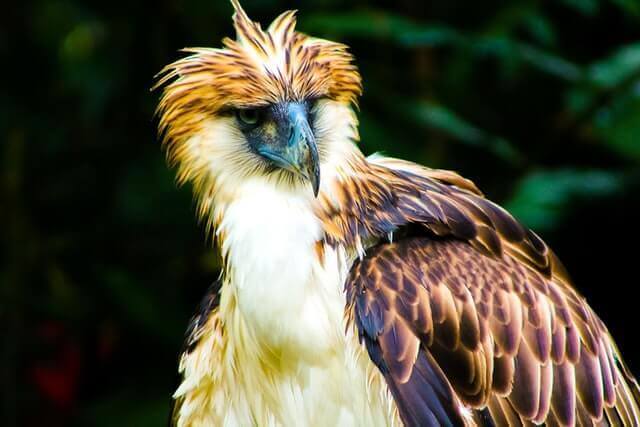 fotografía de primer plano de un águila filipina