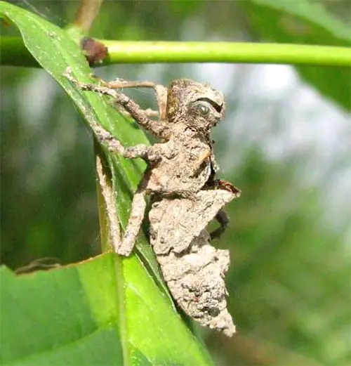 El exoesqueleto desechado de una ninfa de libélula.
