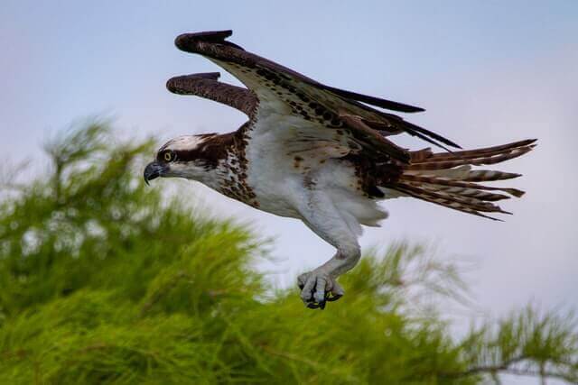 un águila pescadora marrón y blanca volando