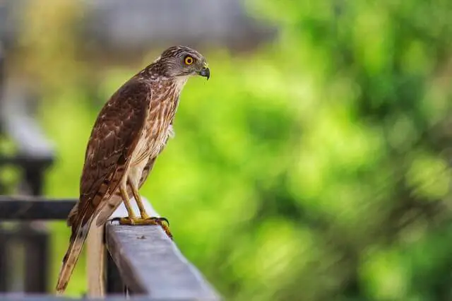 un halcón de cola roja de pie sobre una barandilla de madera