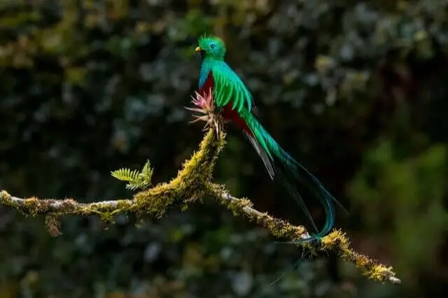 quetzal resplandeciente verde de cola larga en una rama